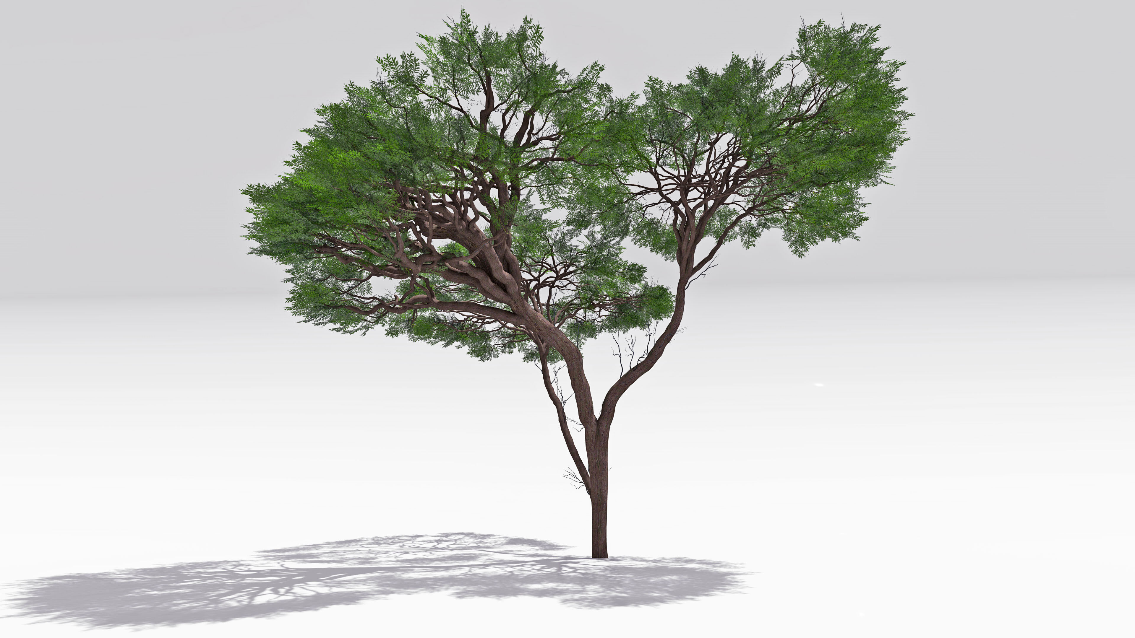 African Acacia Tree-S6 Low-poly 3D model_4