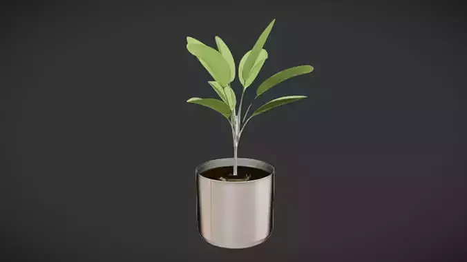 potted plant with green leaves