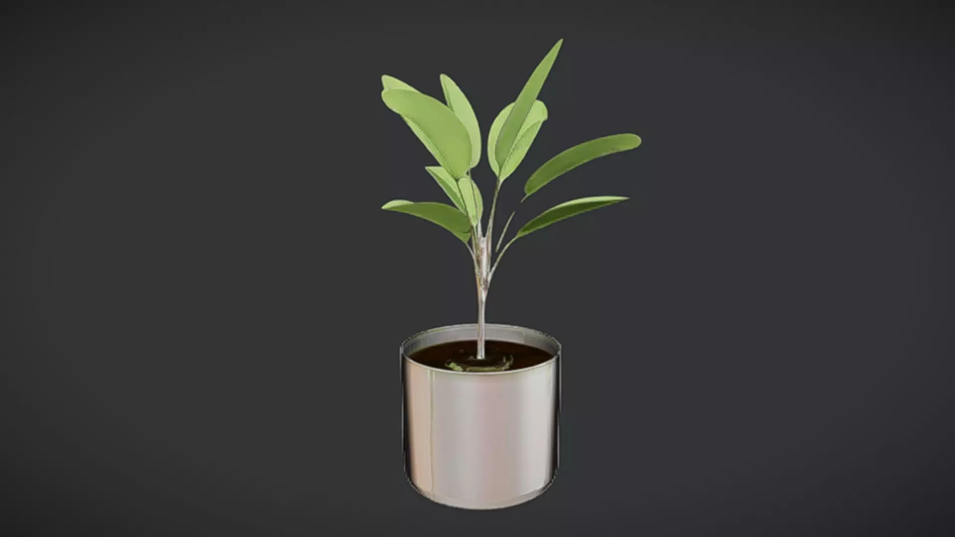 potted plant with green leaves 3D model_0