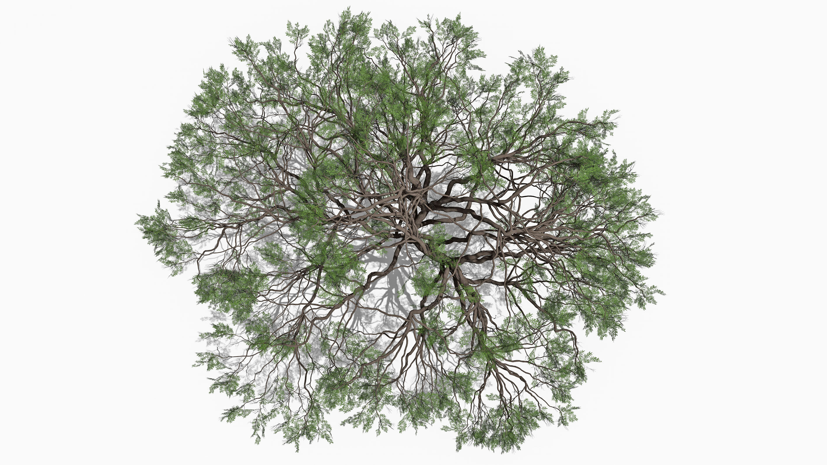 African Acacia Tree-S7 Low-poly 3D model_5