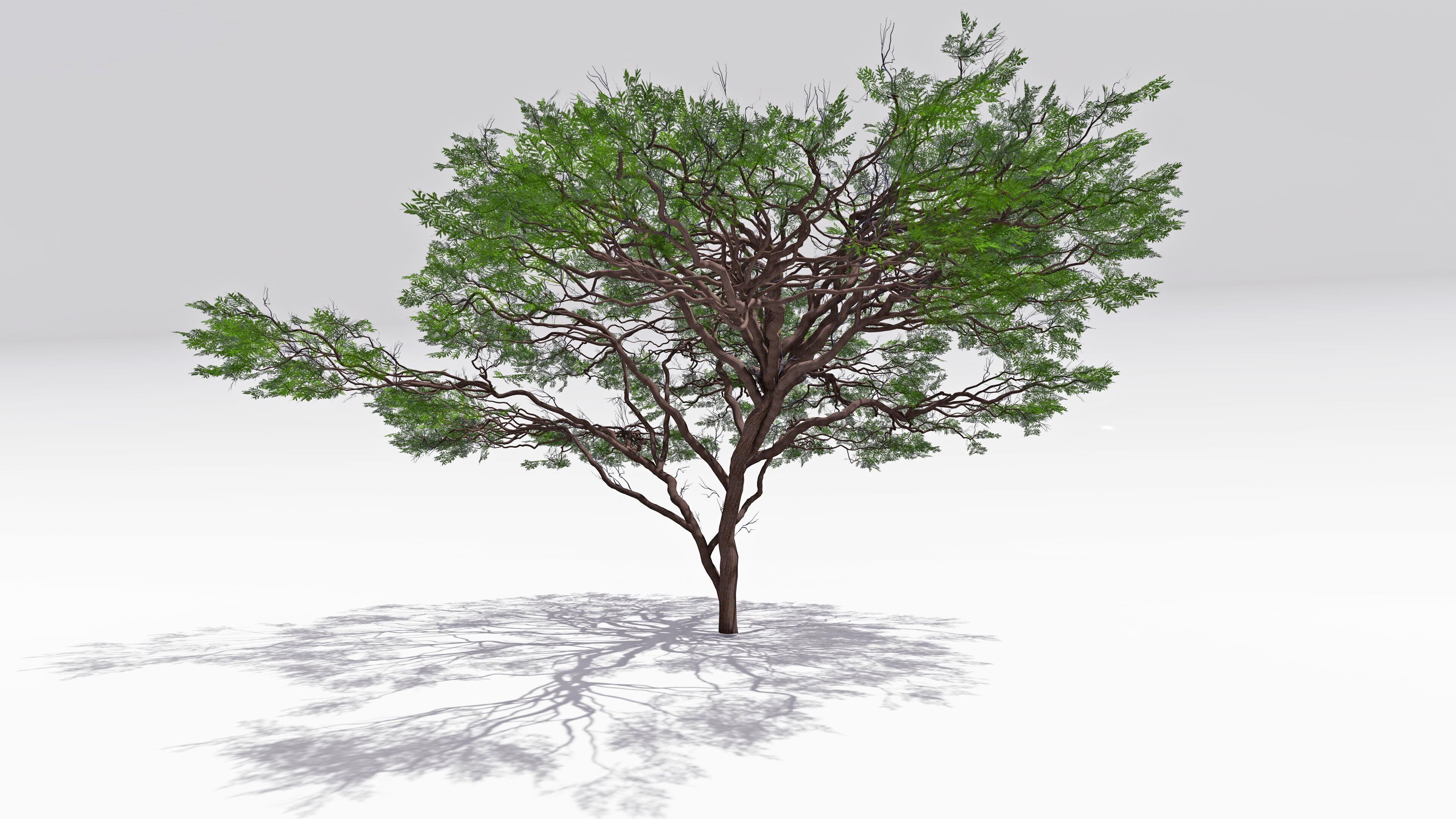 African Acacia Tree-S7 Low-poly 3D model_4