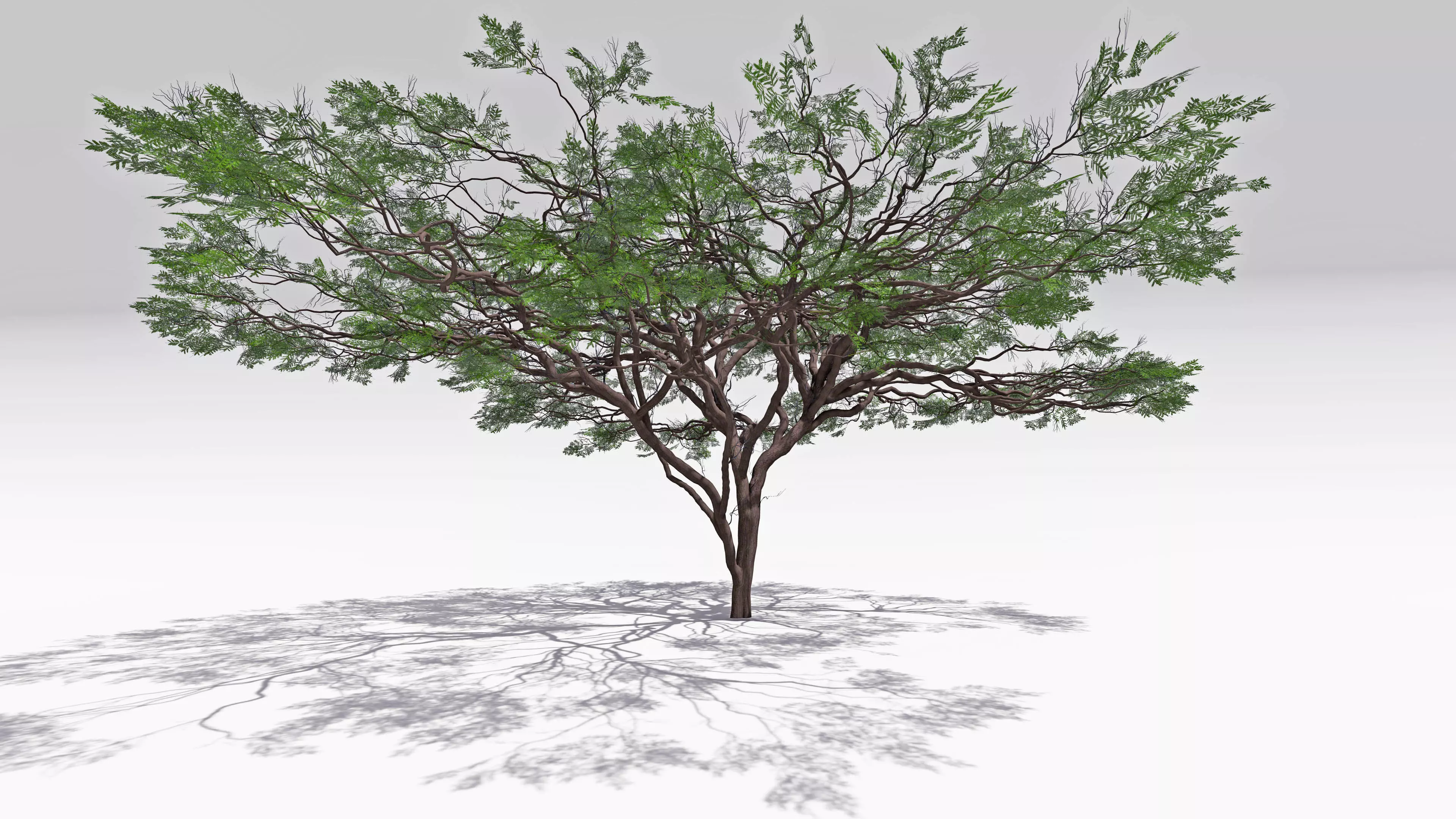 African Acacia Tree-S7 Low-poly 3D model_0