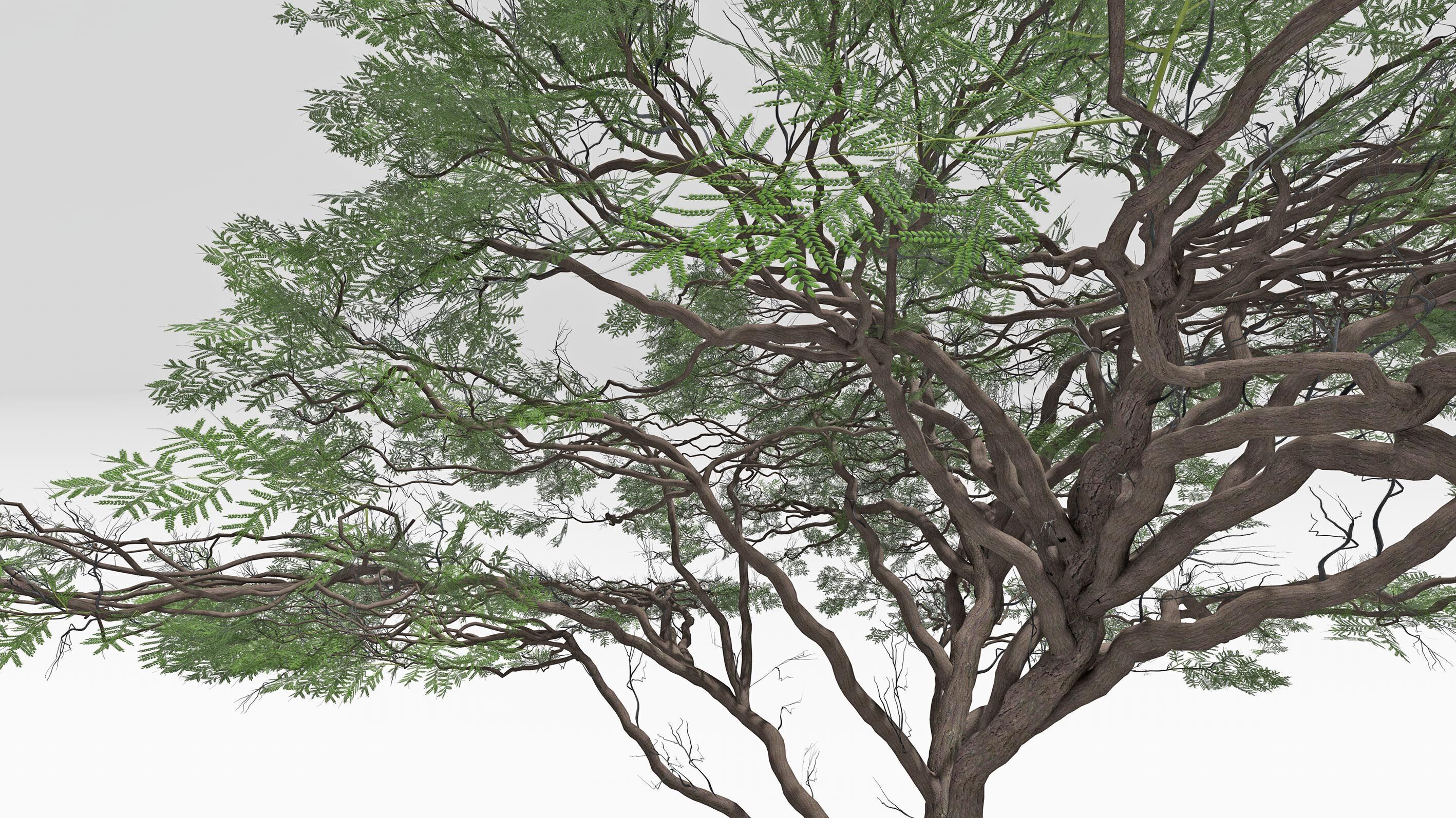 African Acacia Tree-S7 Low-poly 3D model_6