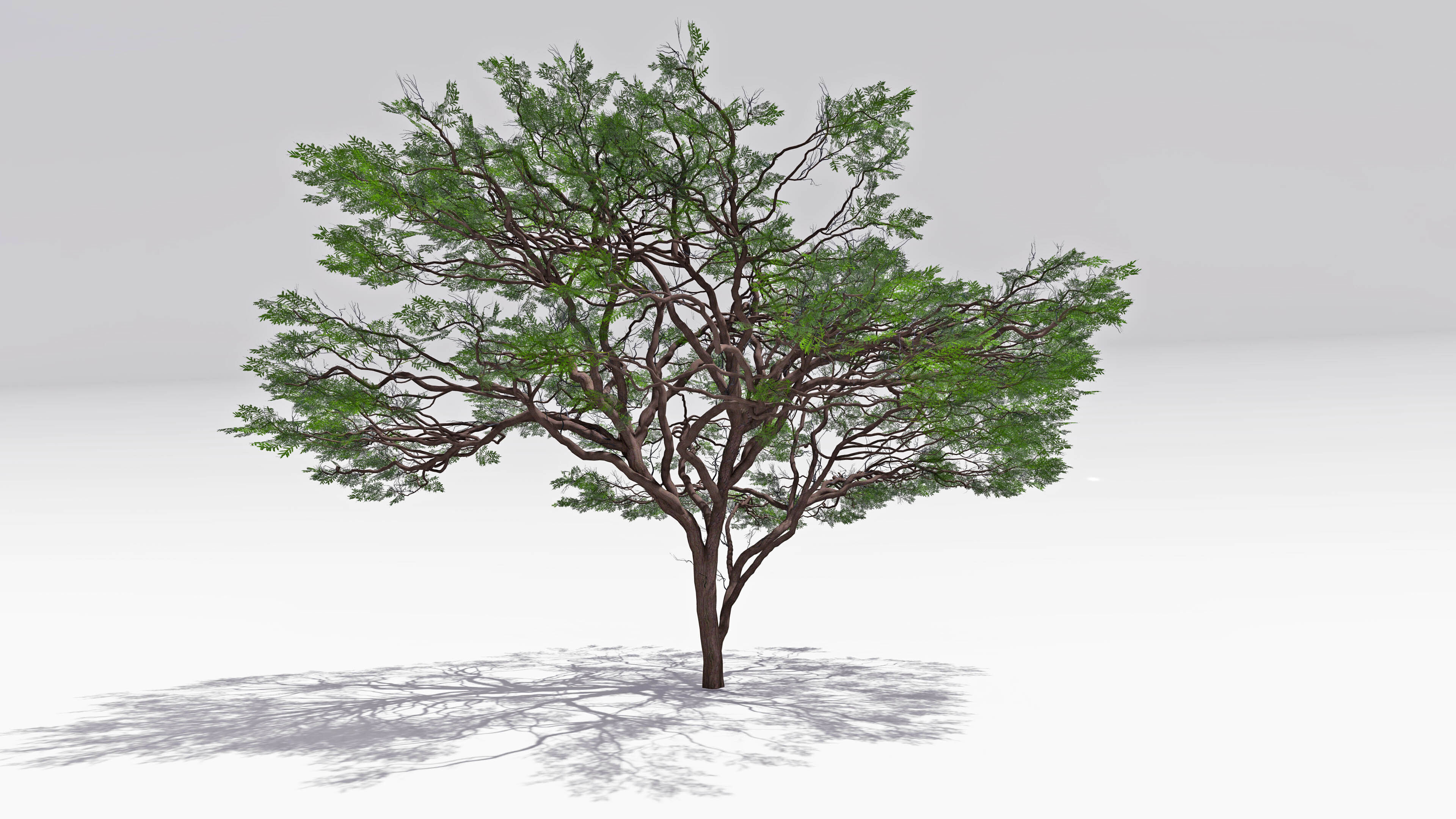 African Acacia Tree-S7 Low-poly 3D model_3