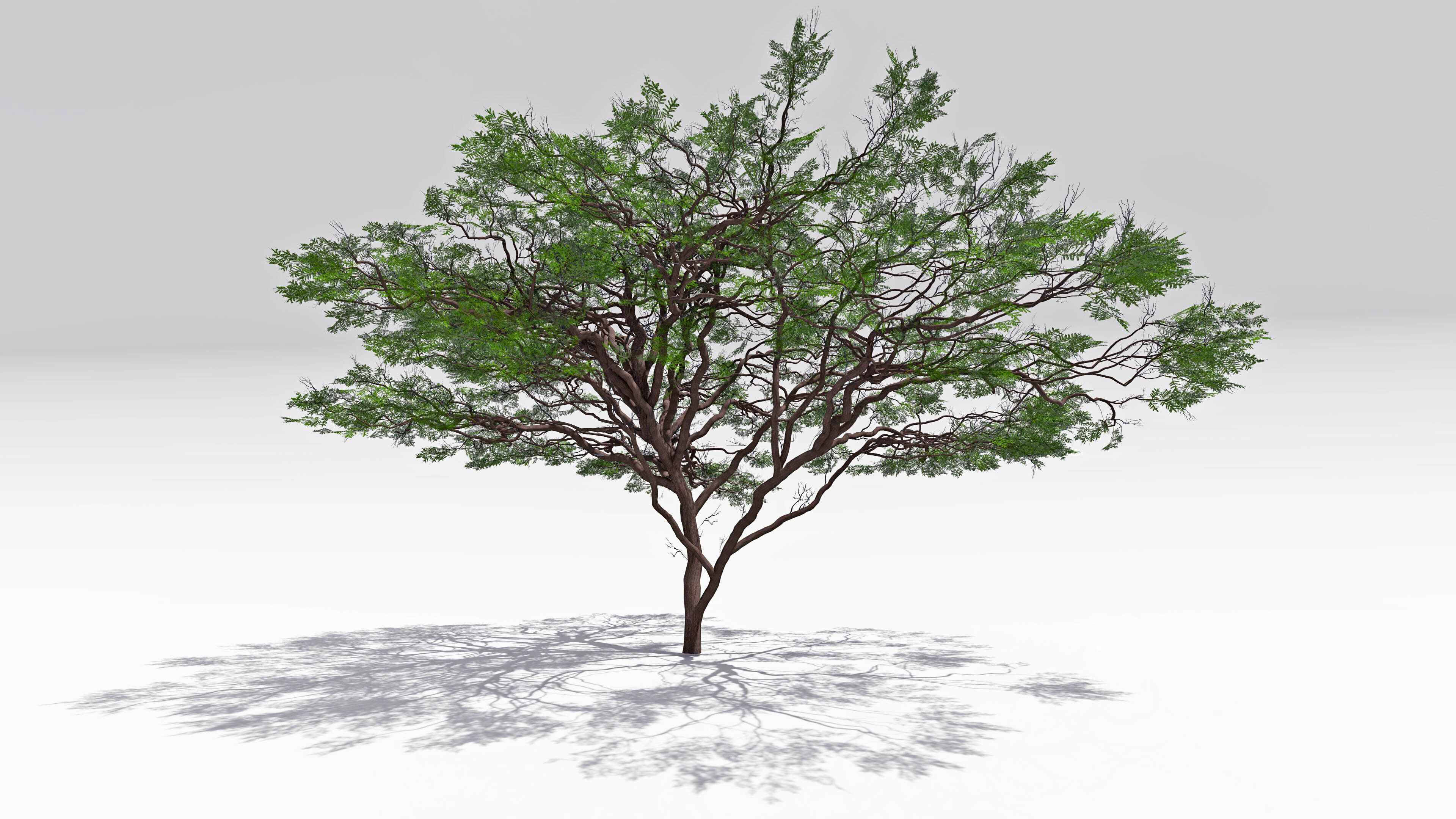 African Acacia Tree-S7 Low-poly 3D model_2