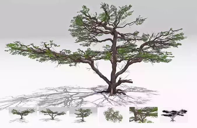 African Acacia Tree-S8 Low-poly 3D model