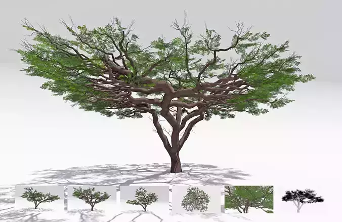 African Acacia Tree-S9 Low-poly 3D model