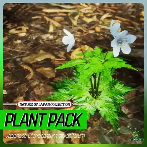 Japanese Endemic Species Plant-4 Dichocarpum stoloniferum Flower