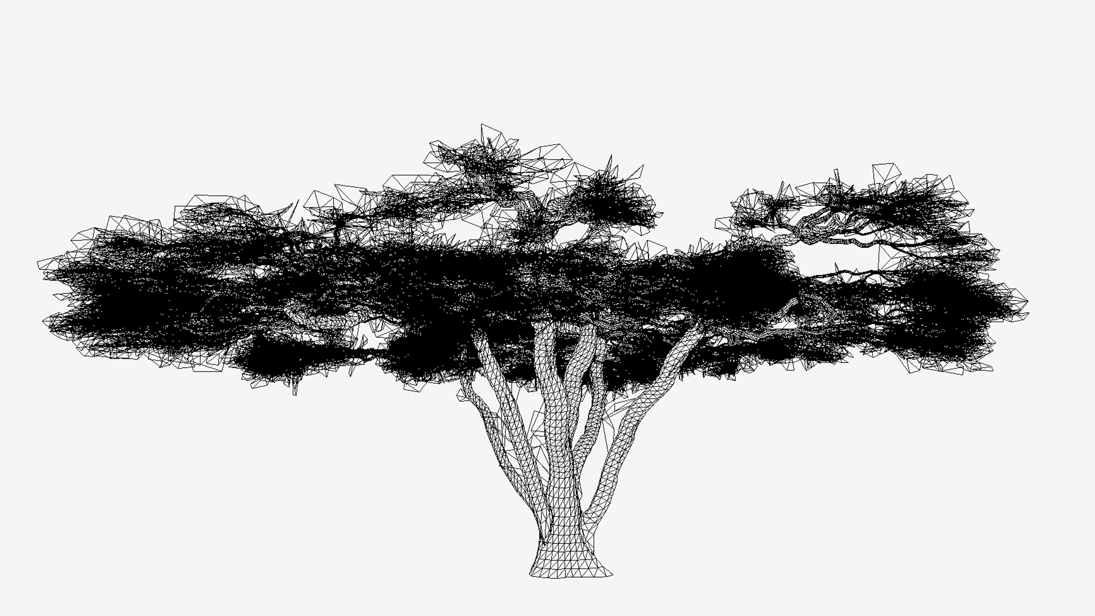 African Acacia Tree-S10 Low-poly 3D model_7
