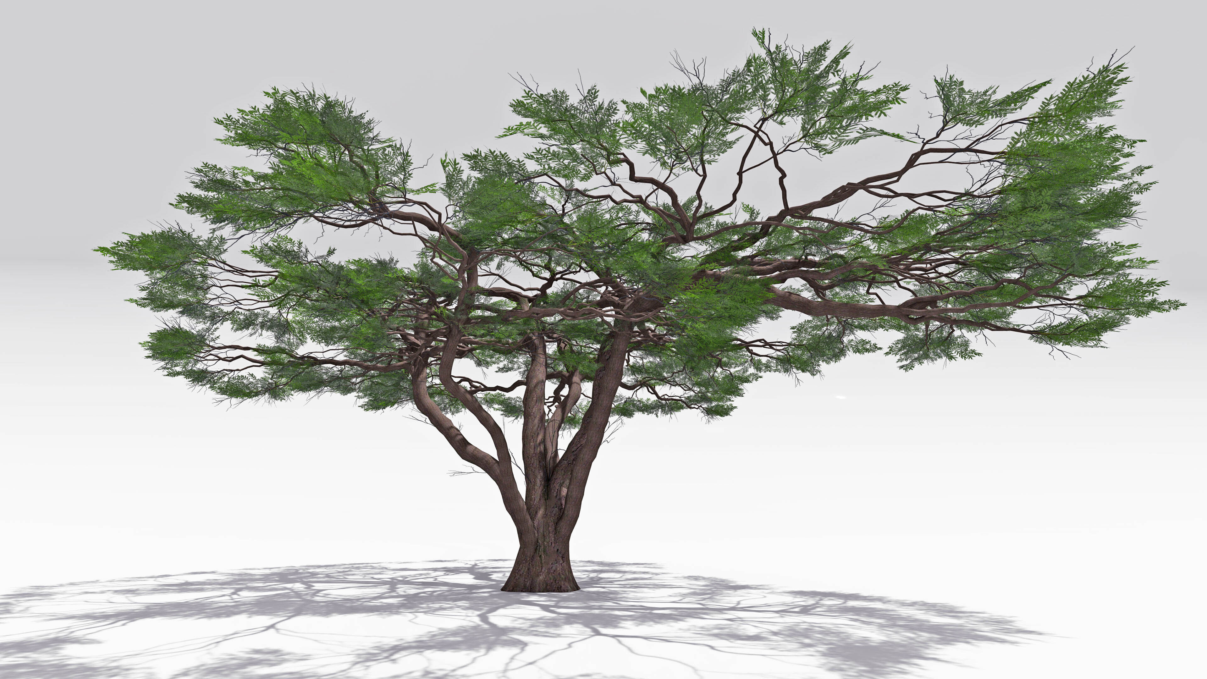 African Acacia Tree-S10 Low-poly 3D model_1
