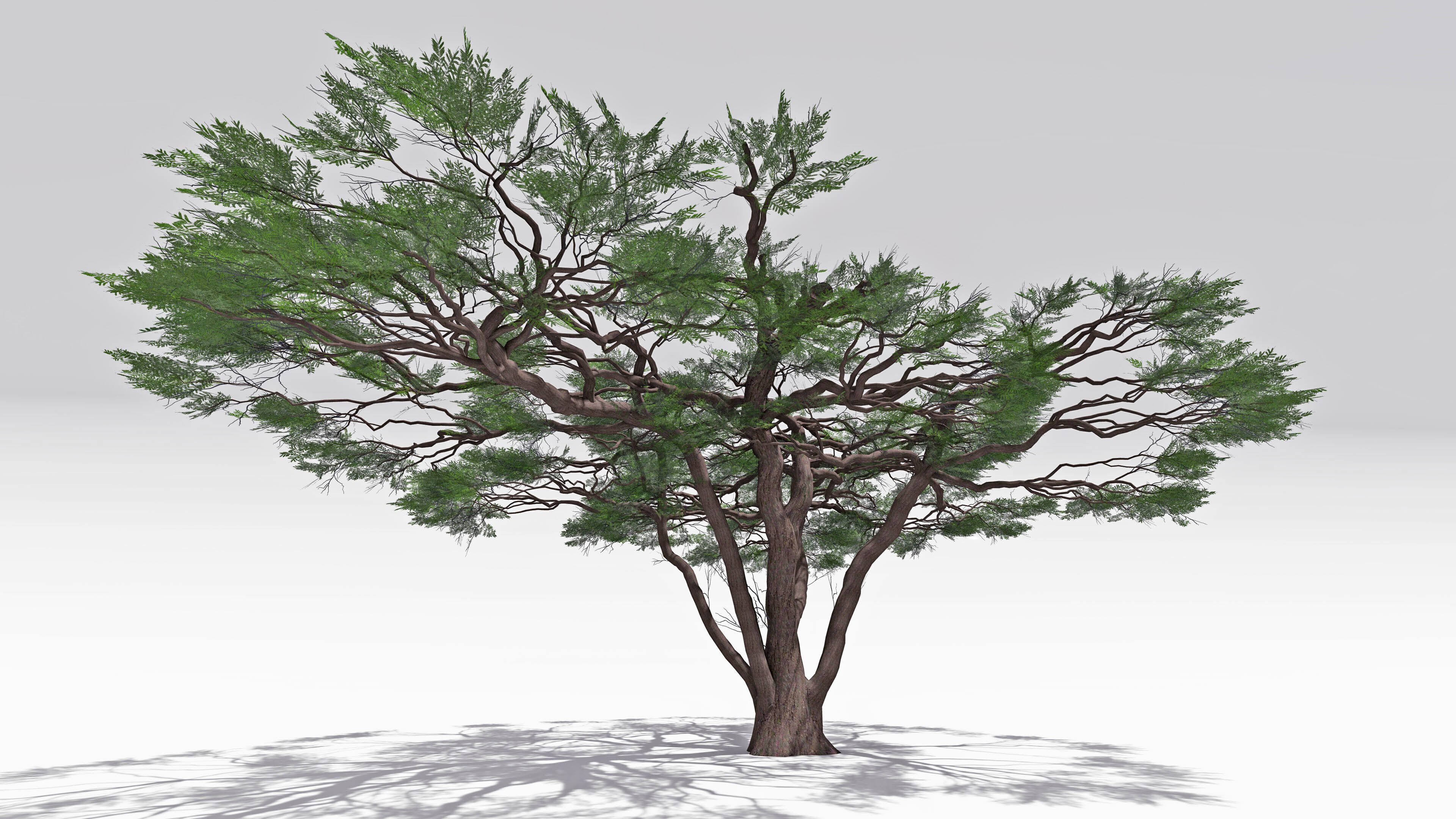 African Acacia Tree-S10 Low-poly 3D model_4