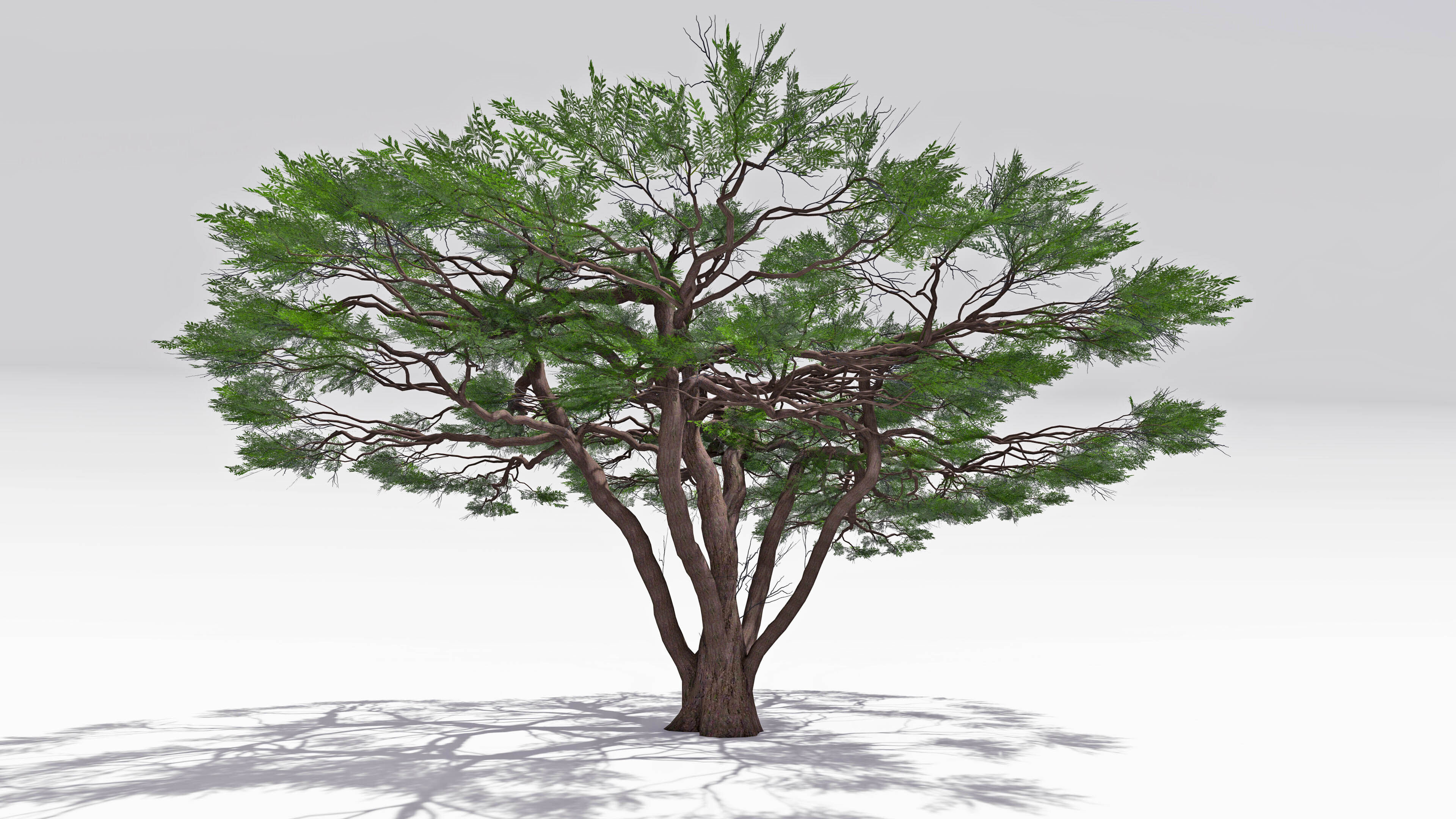 African Acacia Tree-S10 Low-poly 3D model_2