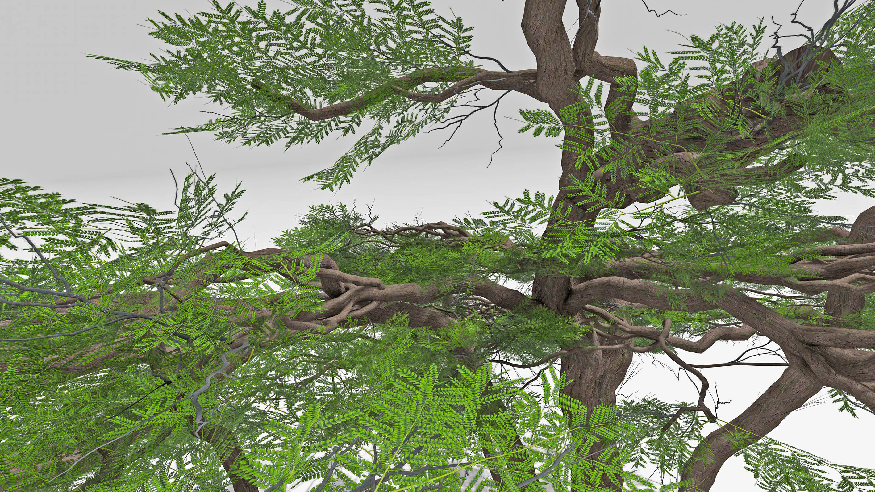 African Acacia Tree-S10 Low-poly 3D model_6