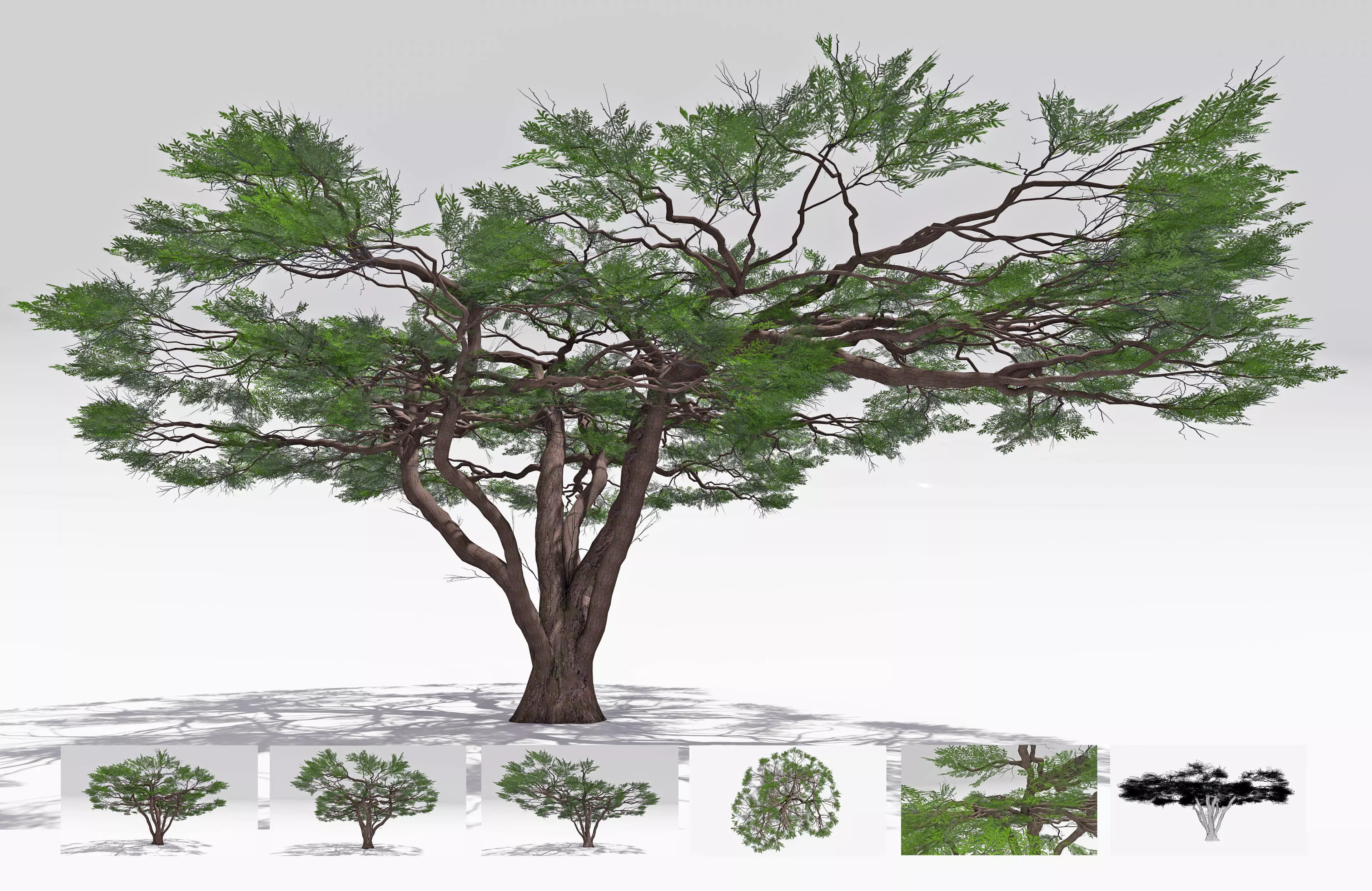 African Acacia Tree-S10 Low-poly 3D model_0
