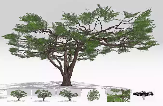 African Acacia Tree-S10 Low-poly 3D model