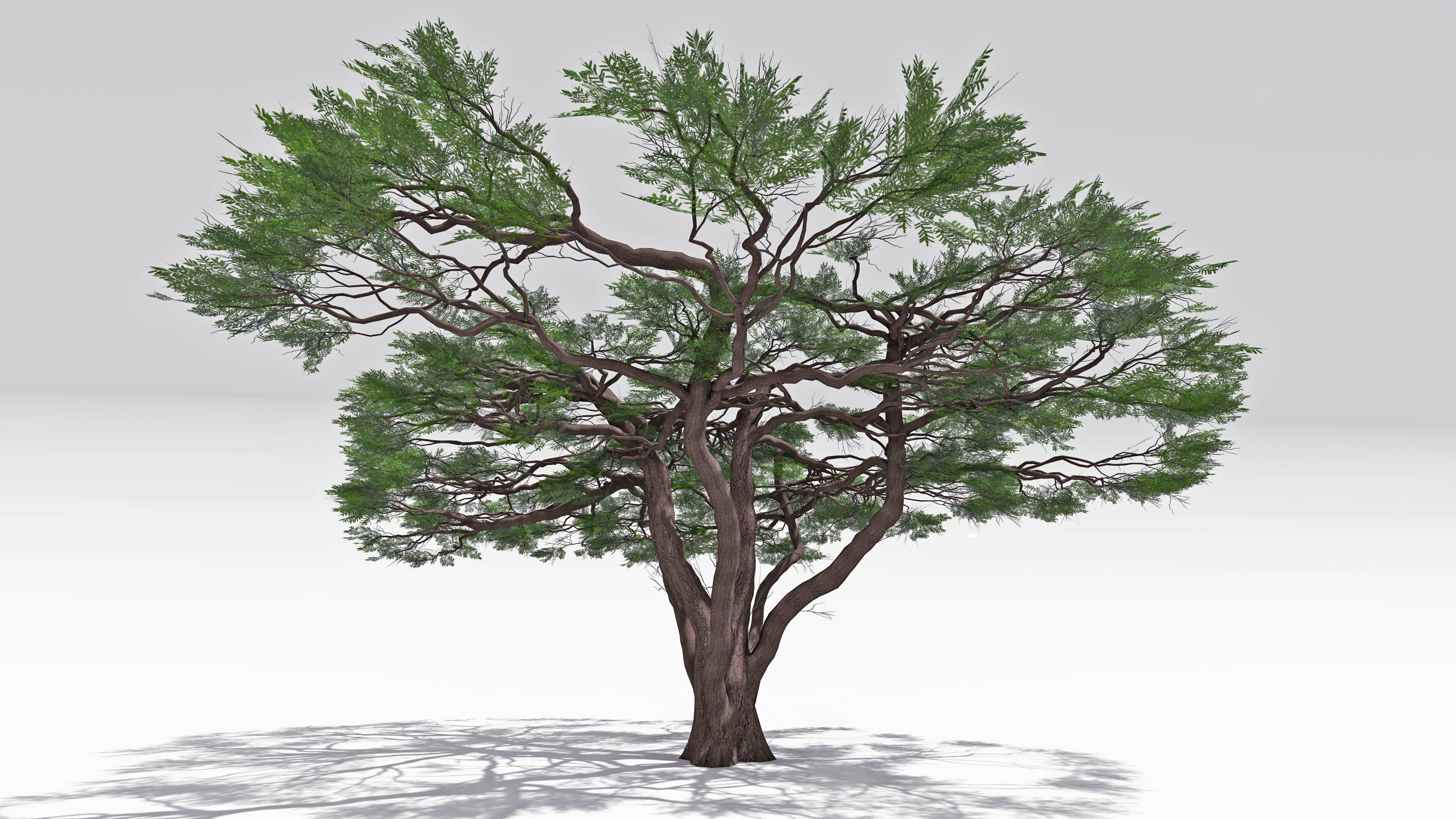 African Acacia Tree-S10 Low-poly 3D model_3