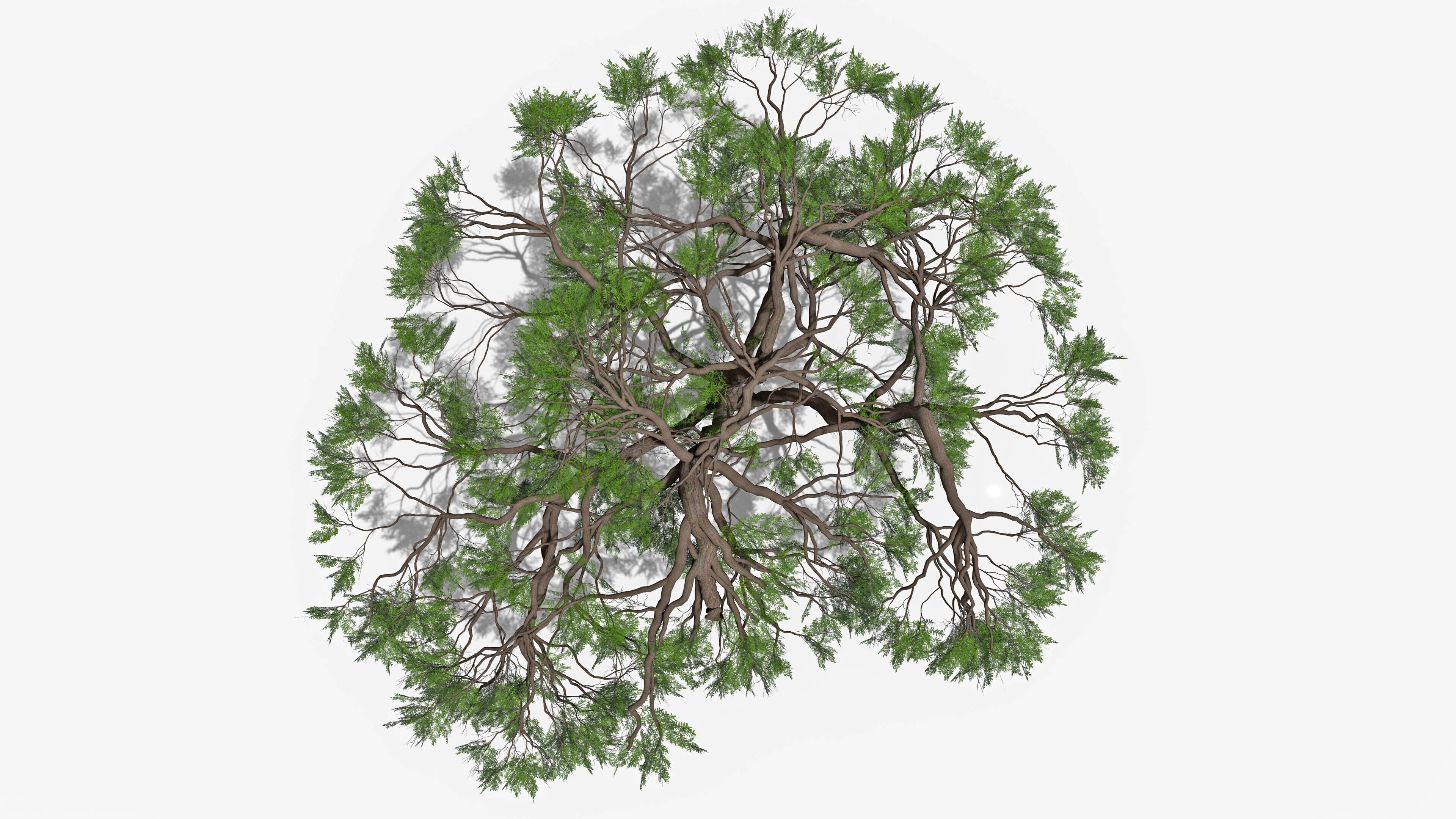 African Acacia Tree-S10 Low-poly 3D model_5