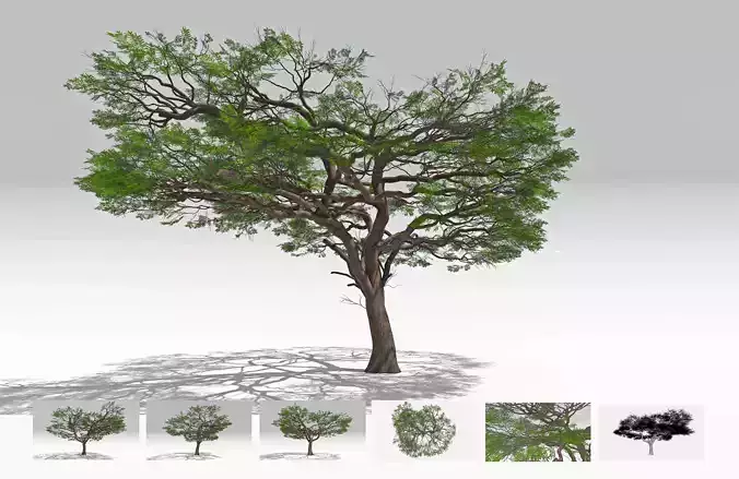 African Acacia Tree-S11 Low-poly 3D model