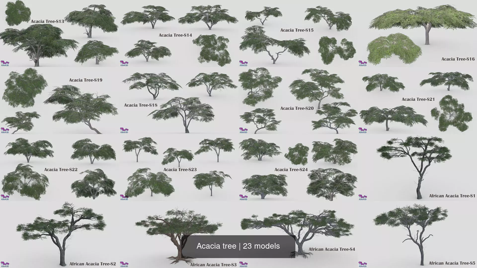 Acacia tree 3D Model Collection_1