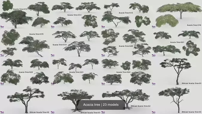 Acacia tree