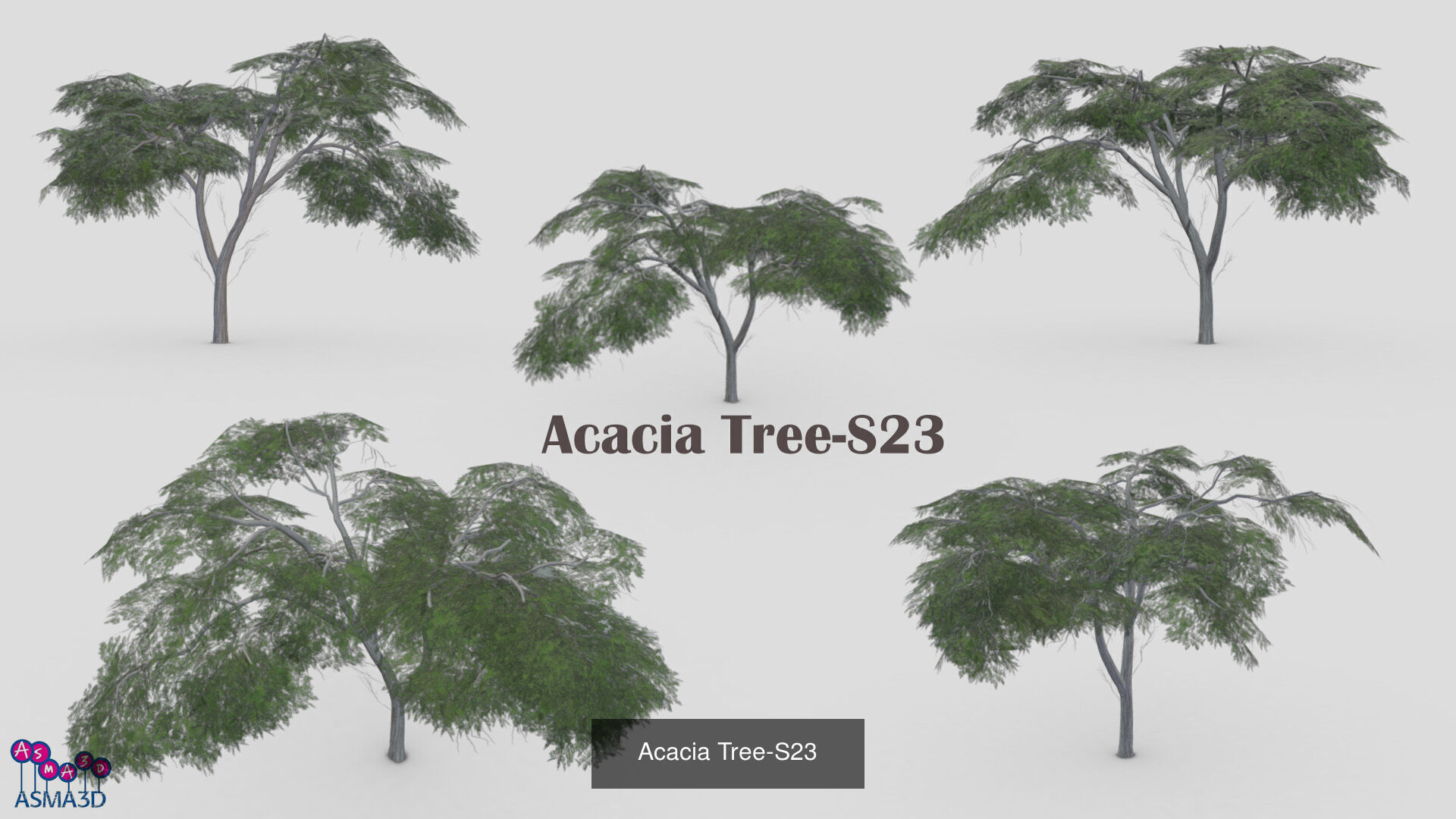 Acacia tree 3D Model Collection_9