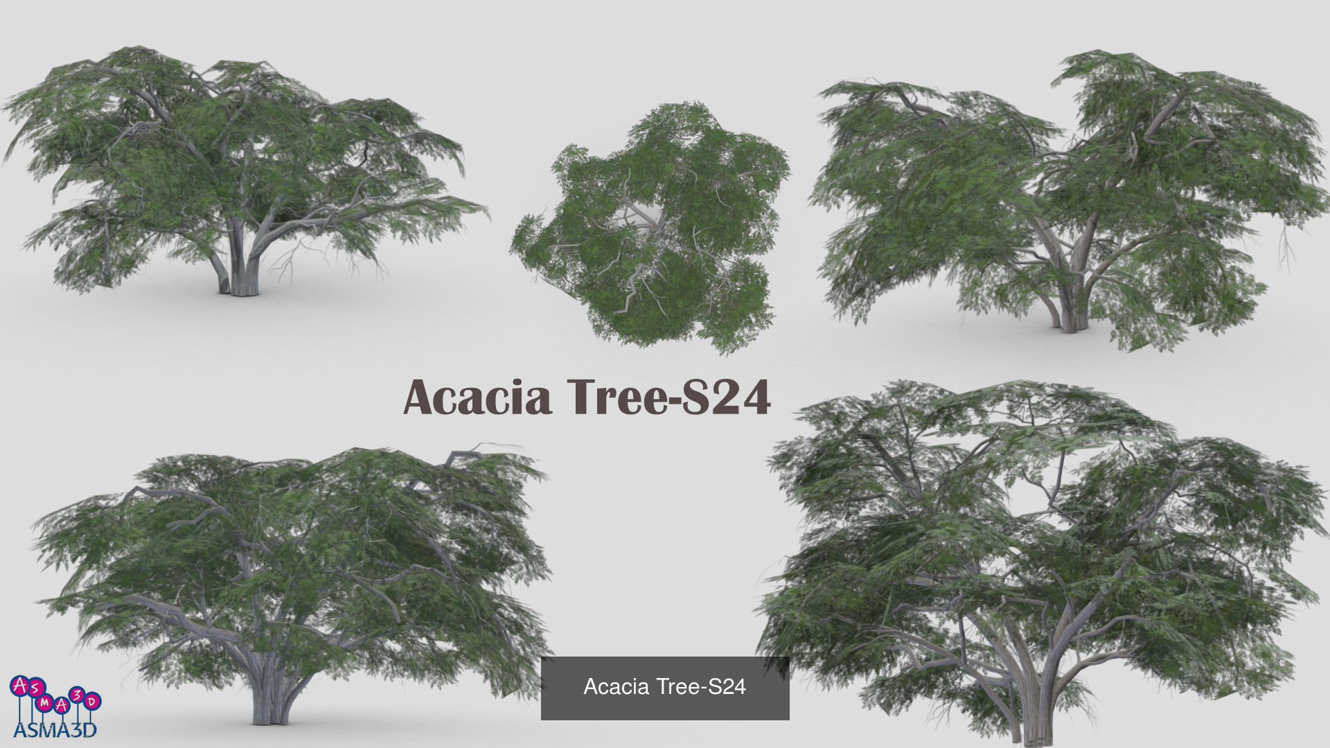 Acacia tree 3D Model Collection_10