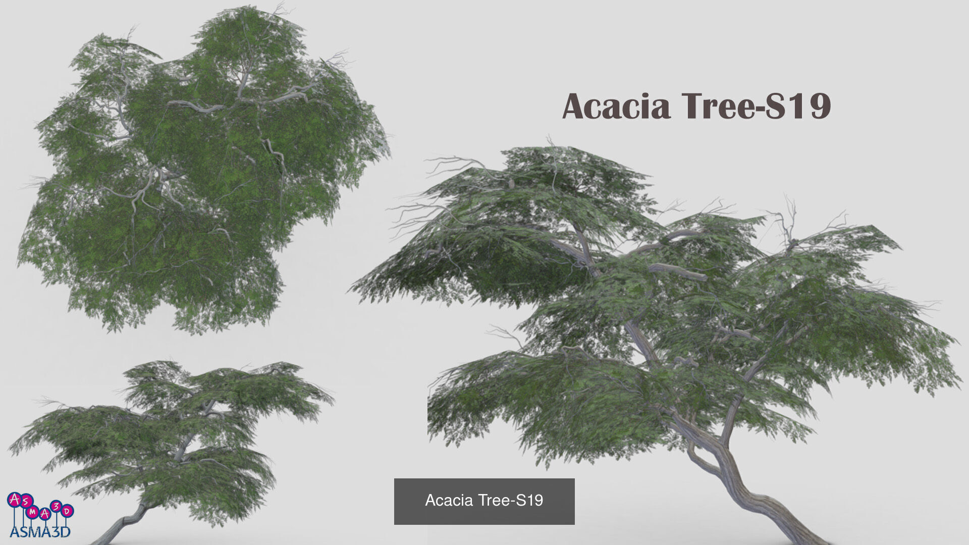 Acacia tree 3D Model Collection_4