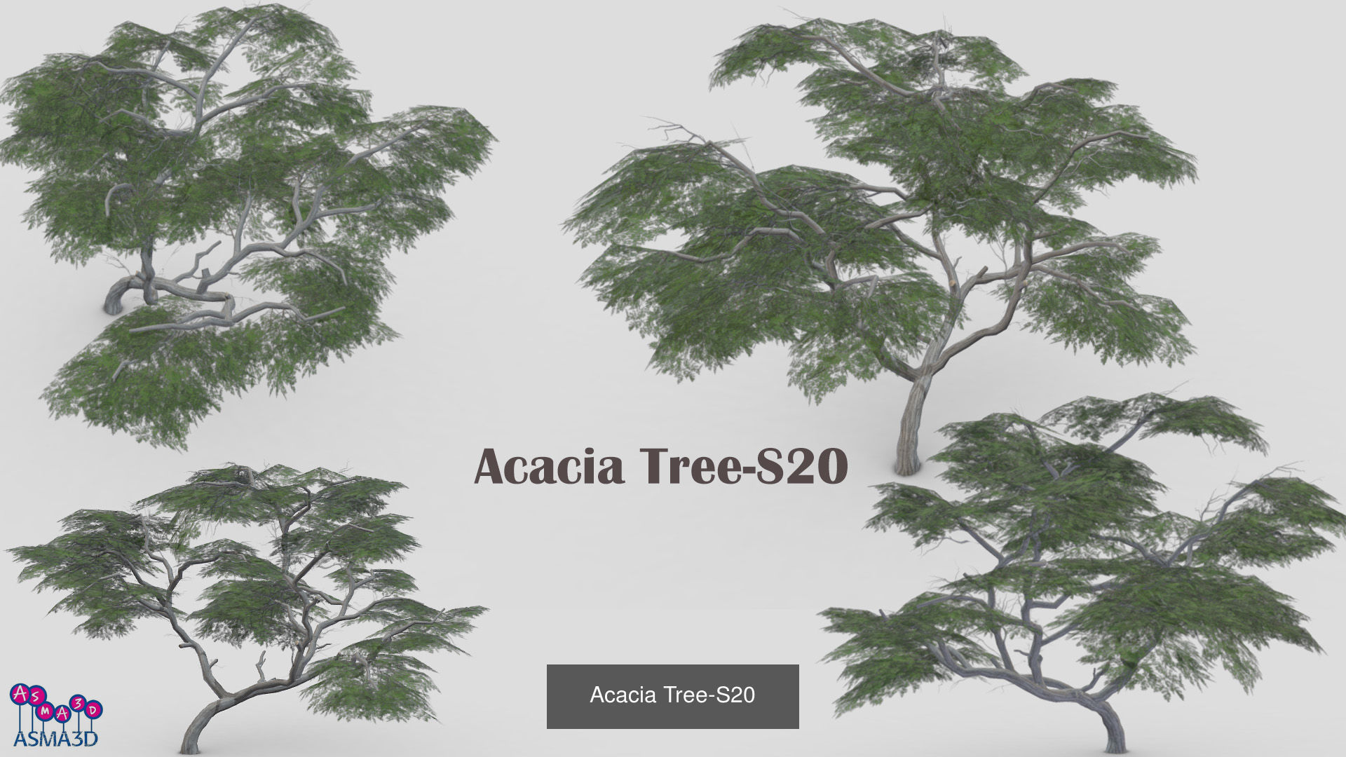 Acacia tree 3D Model Collection_6