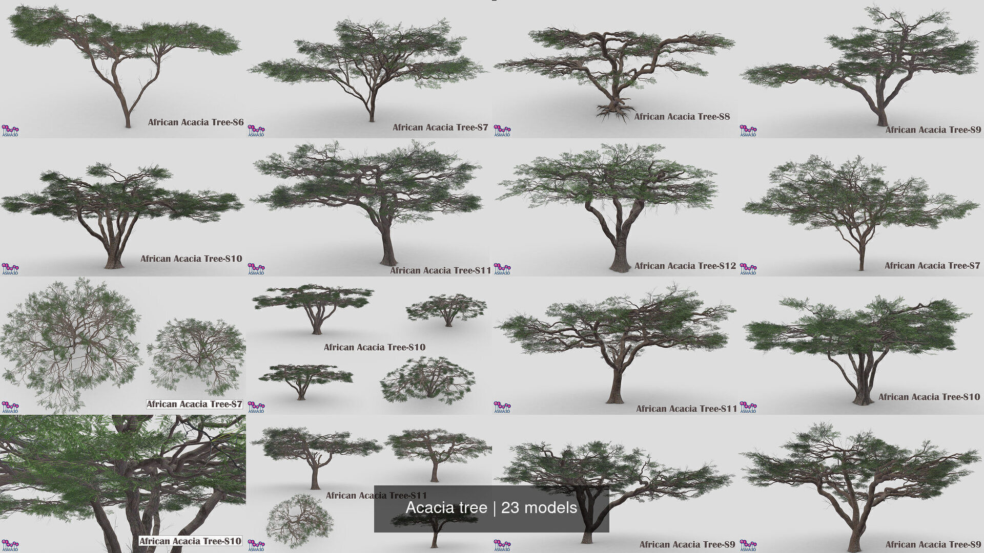 Acacia tree 3D Model Collection_3