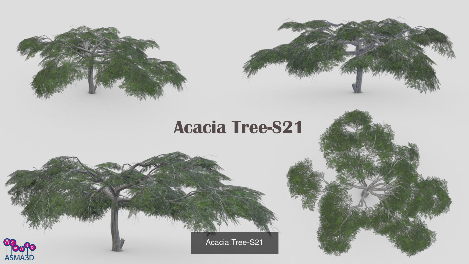 Acacia tree 3D Model Collection_7