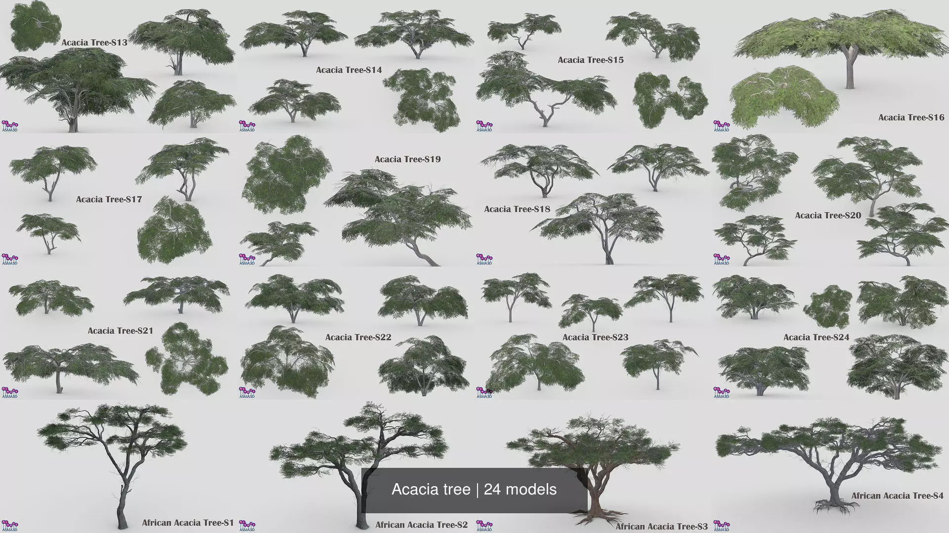 Acacia tree 3D Model Collection_0