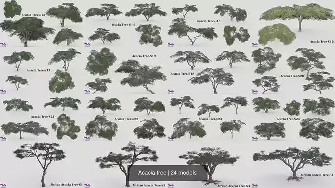 Acacia tree 3D Model Collection
