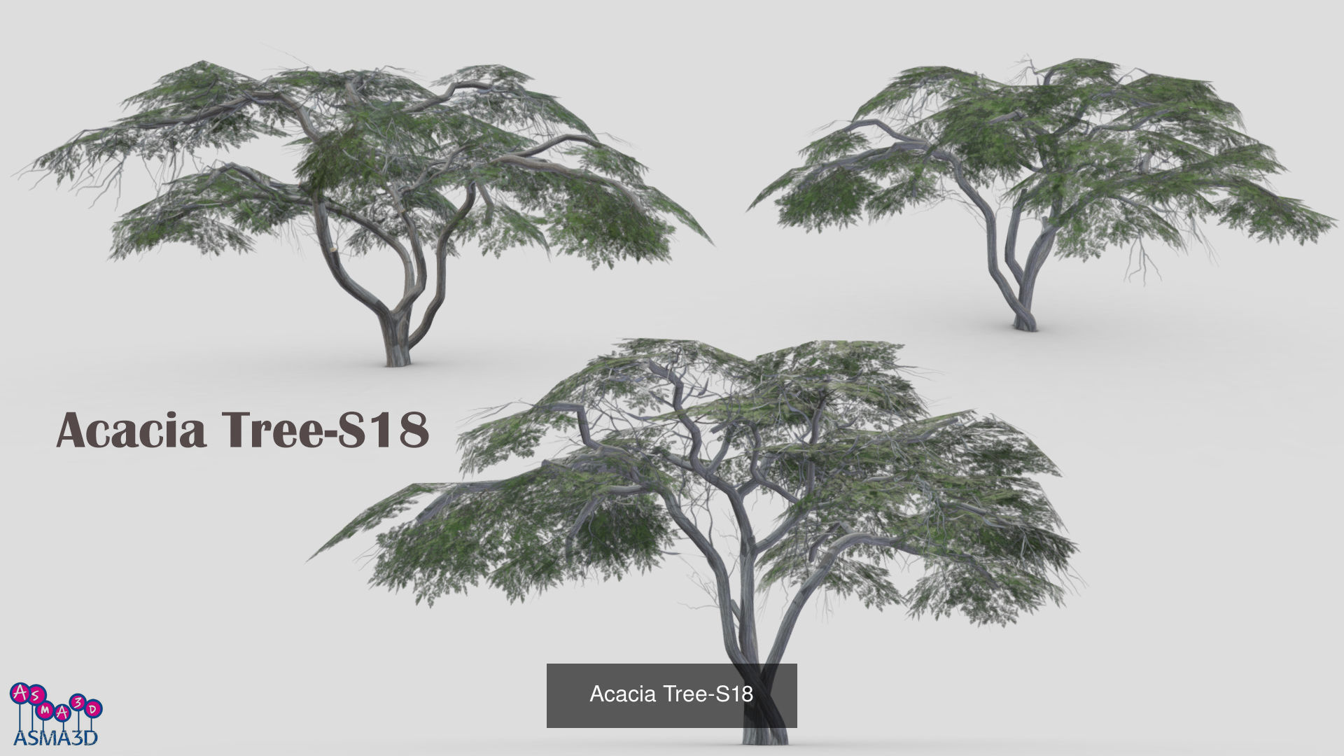 Acacia tree 3D Model Collection_5