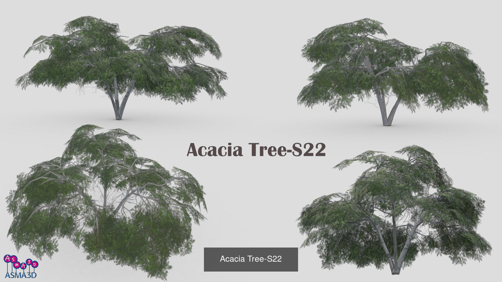 Acacia tree 3D Model Collection_8