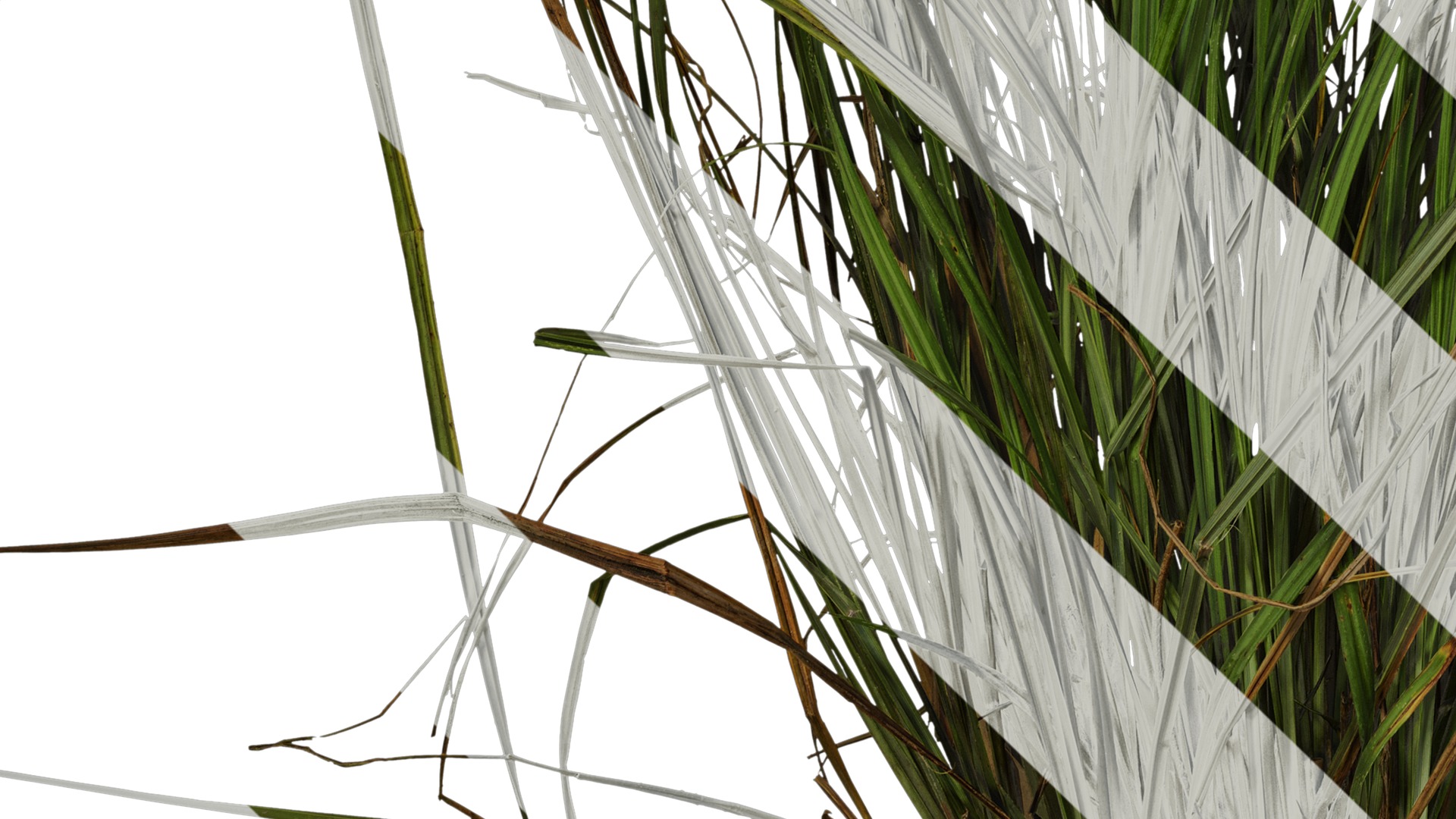 Anydrafts Carex breviculmis Atlas 02 Texture_5
