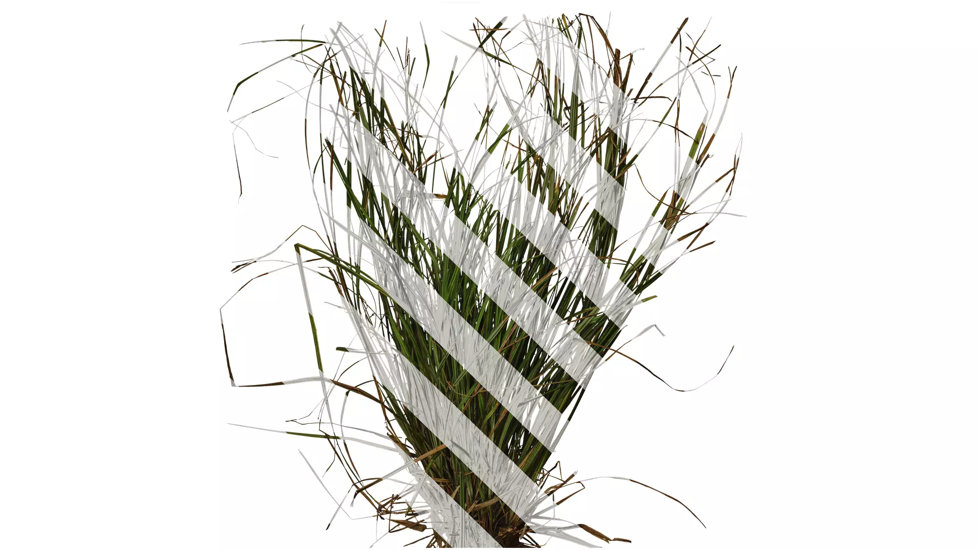 Anydrafts Carex breviculmis Atlas 02 Texture_0