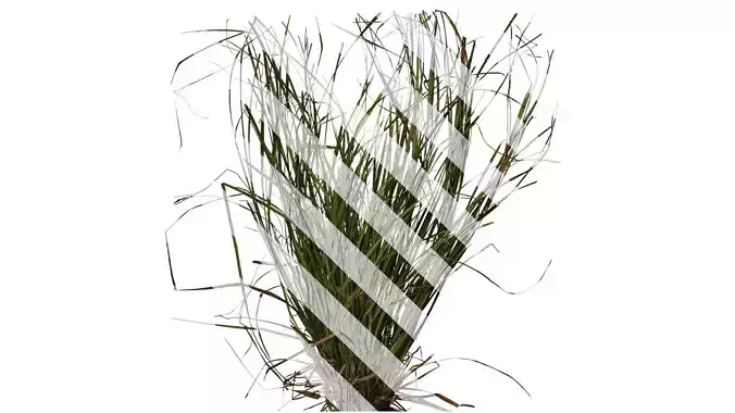 Anydrafts Carex breviculmis Atlas 02