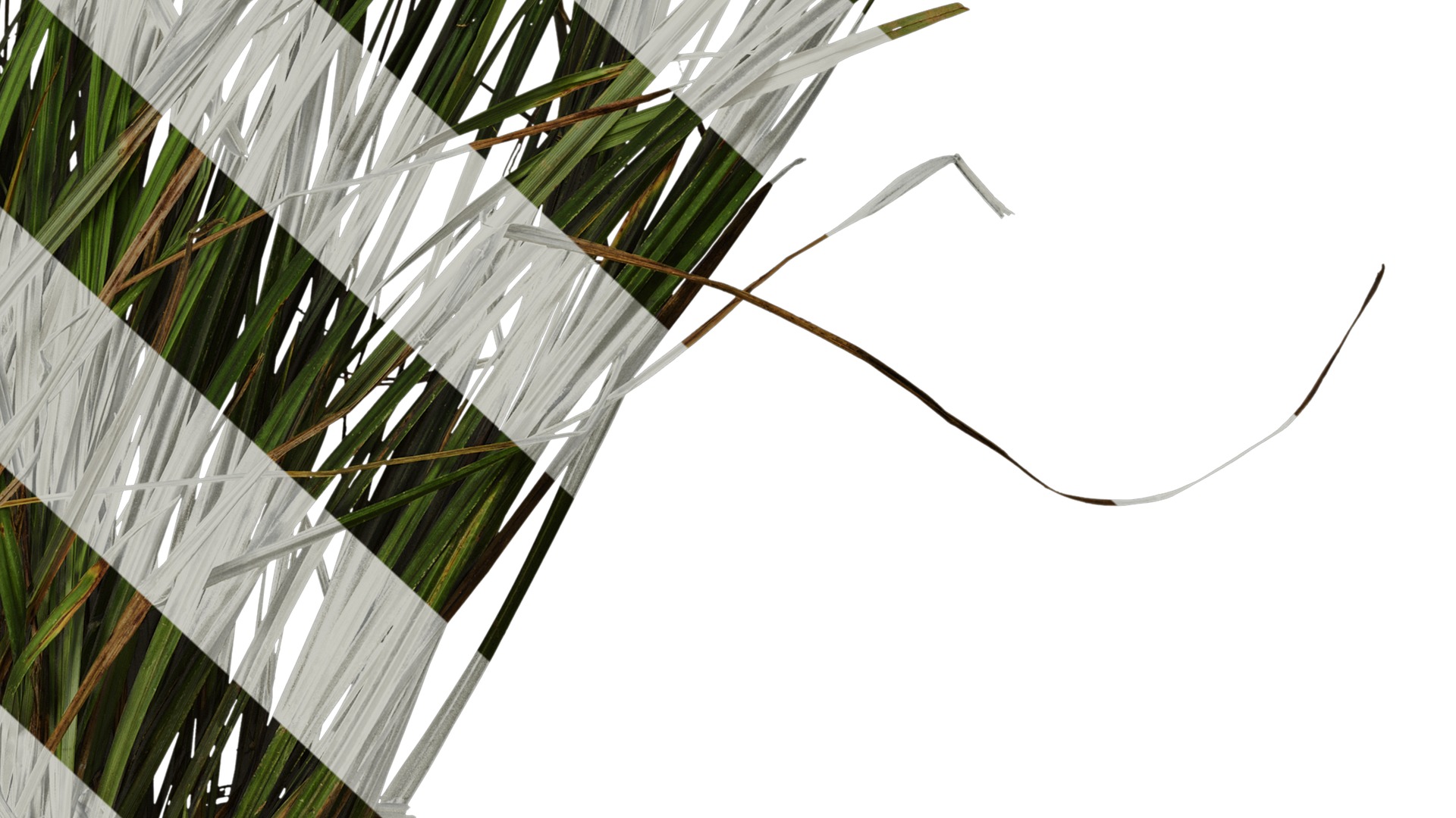 Anydrafts Carex breviculmis Atlas 02 Texture_6