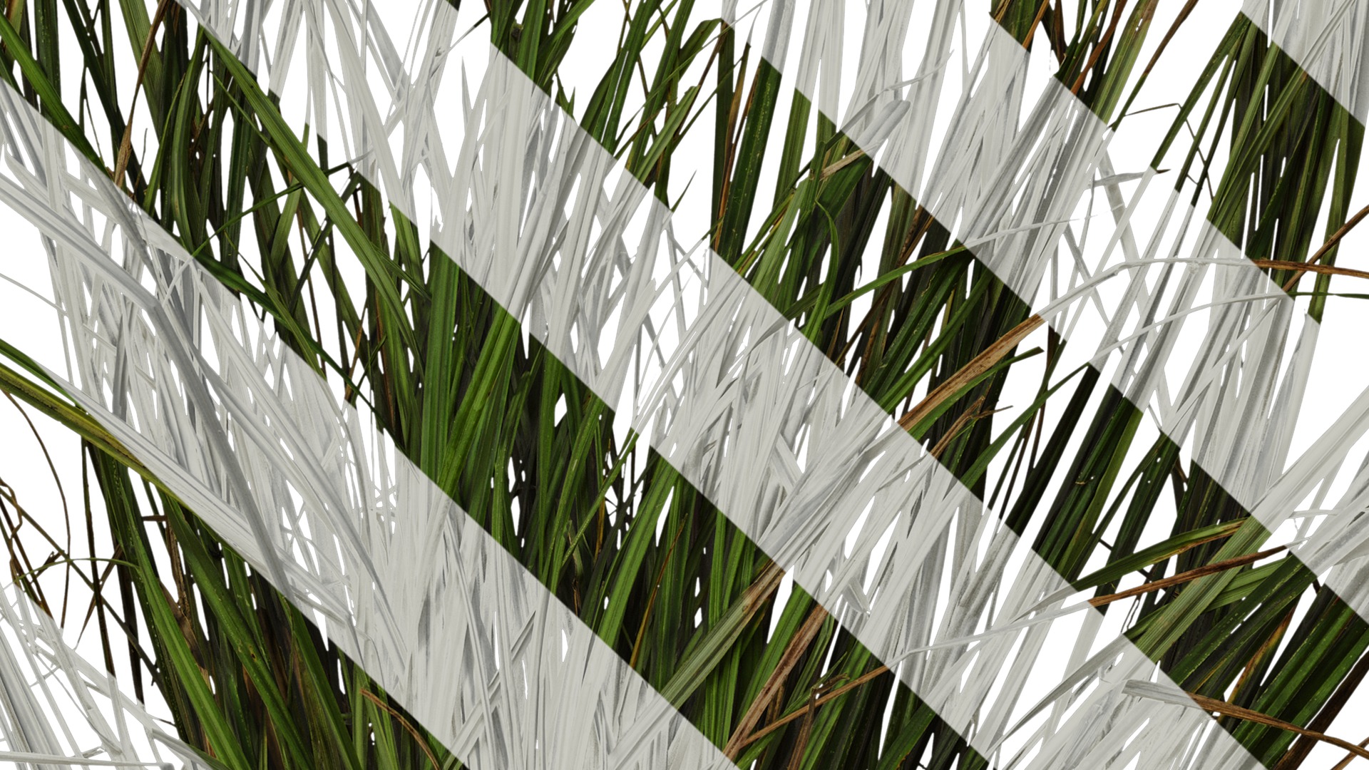 Anydrafts Carex breviculmis Atlas 02 Texture_7