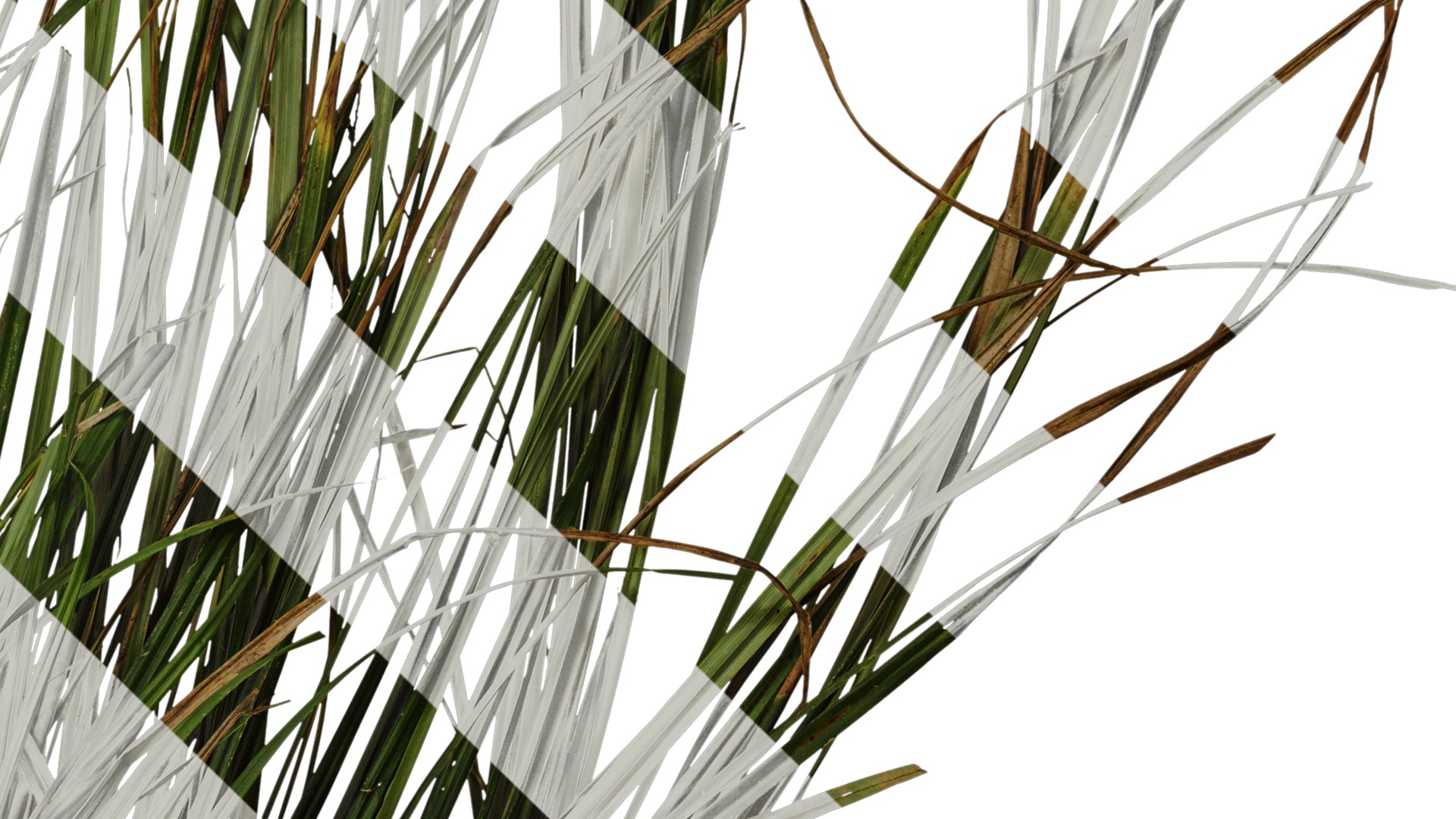 Anydrafts Carex breviculmis Atlas 02 Texture_4