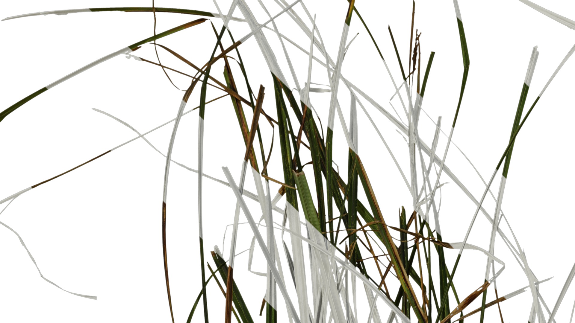 Anydrafts Carex breviculmis Atlas 02 Texture_1