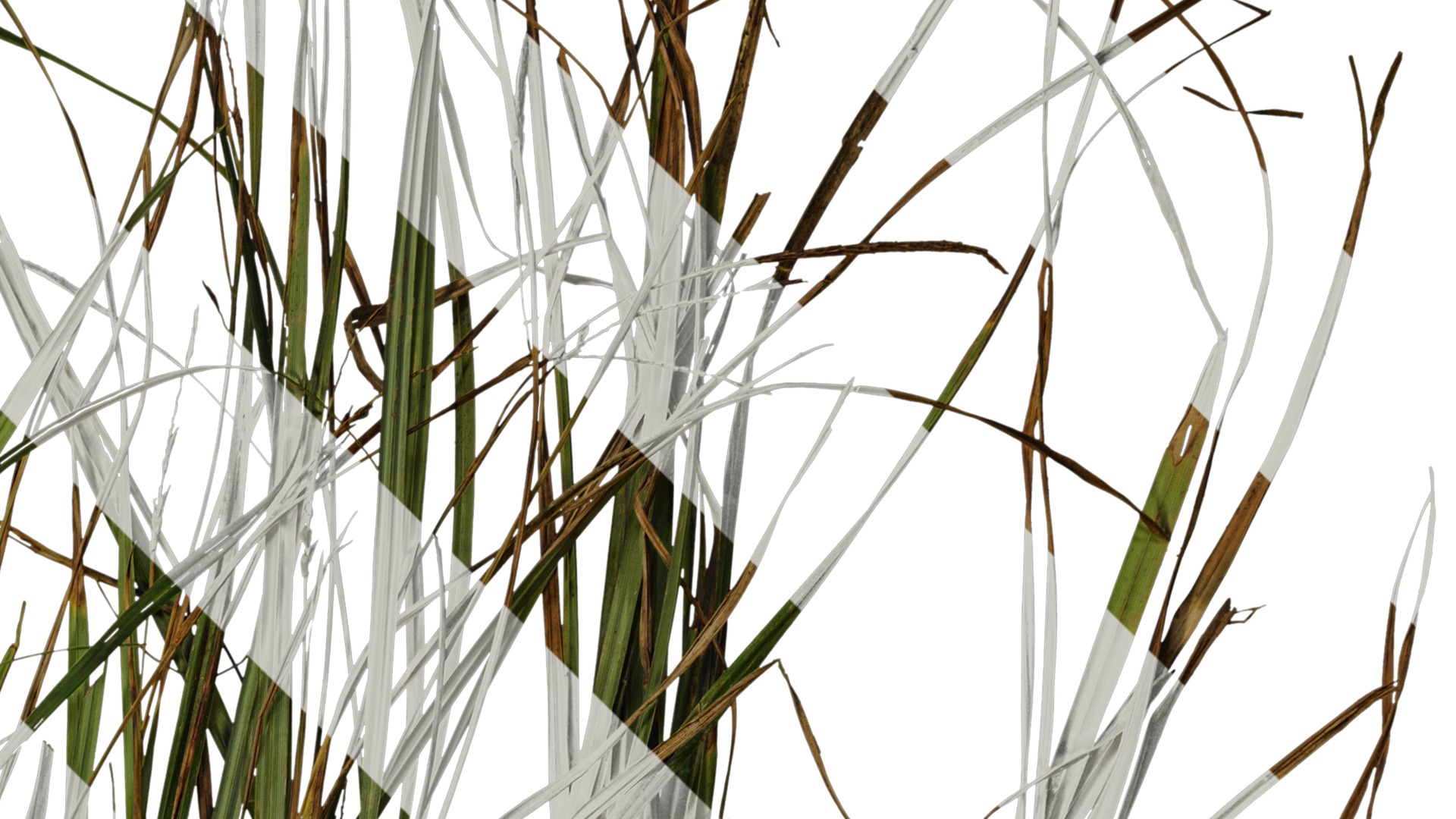 Anydrafts Carex breviculmis Atlas 02 Texture_2