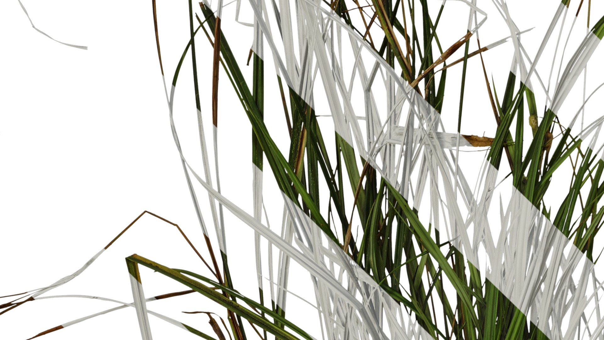 Anydrafts Carex breviculmis Atlas 02 Texture_3