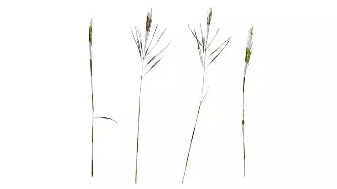 Anydrafts Eragrostis cilianensis Inflorescence 01