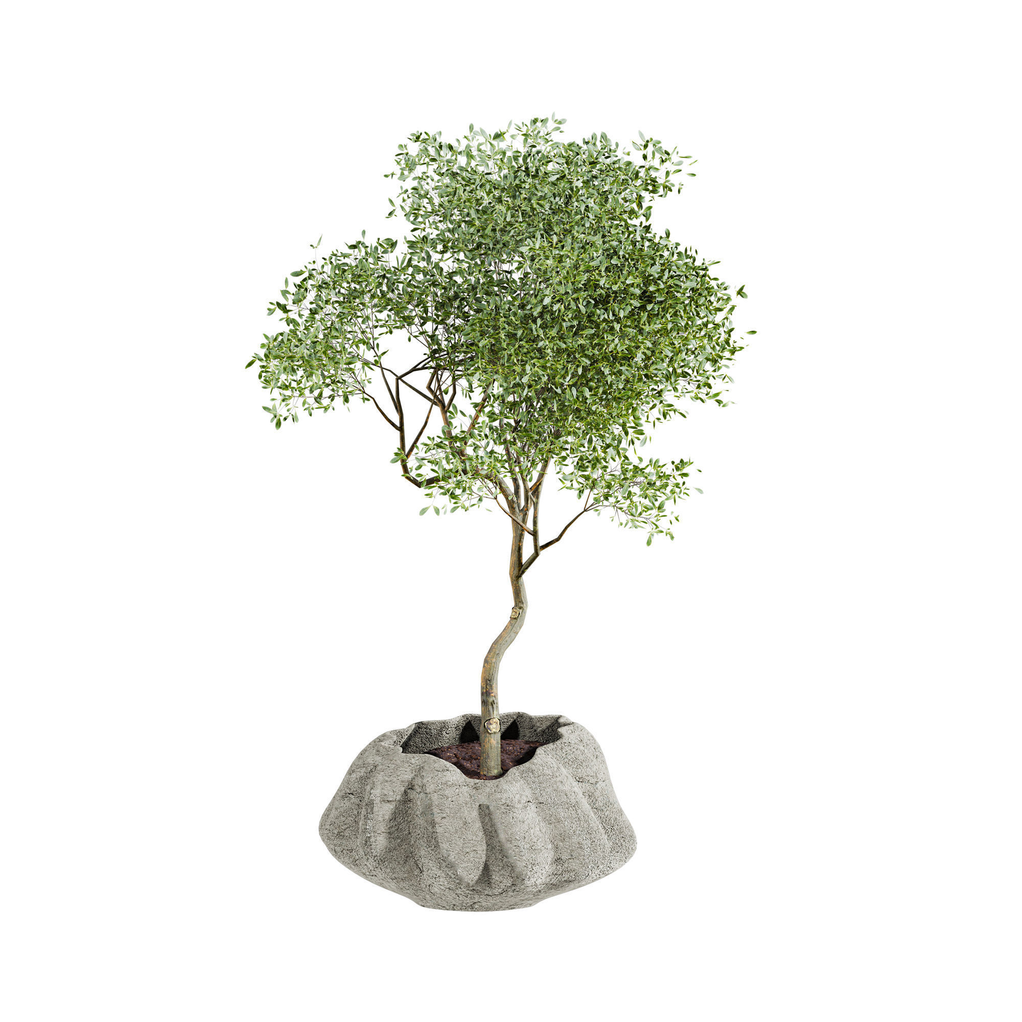 Plants Set 3D model_1