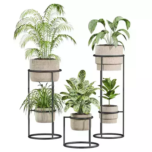Plants Set