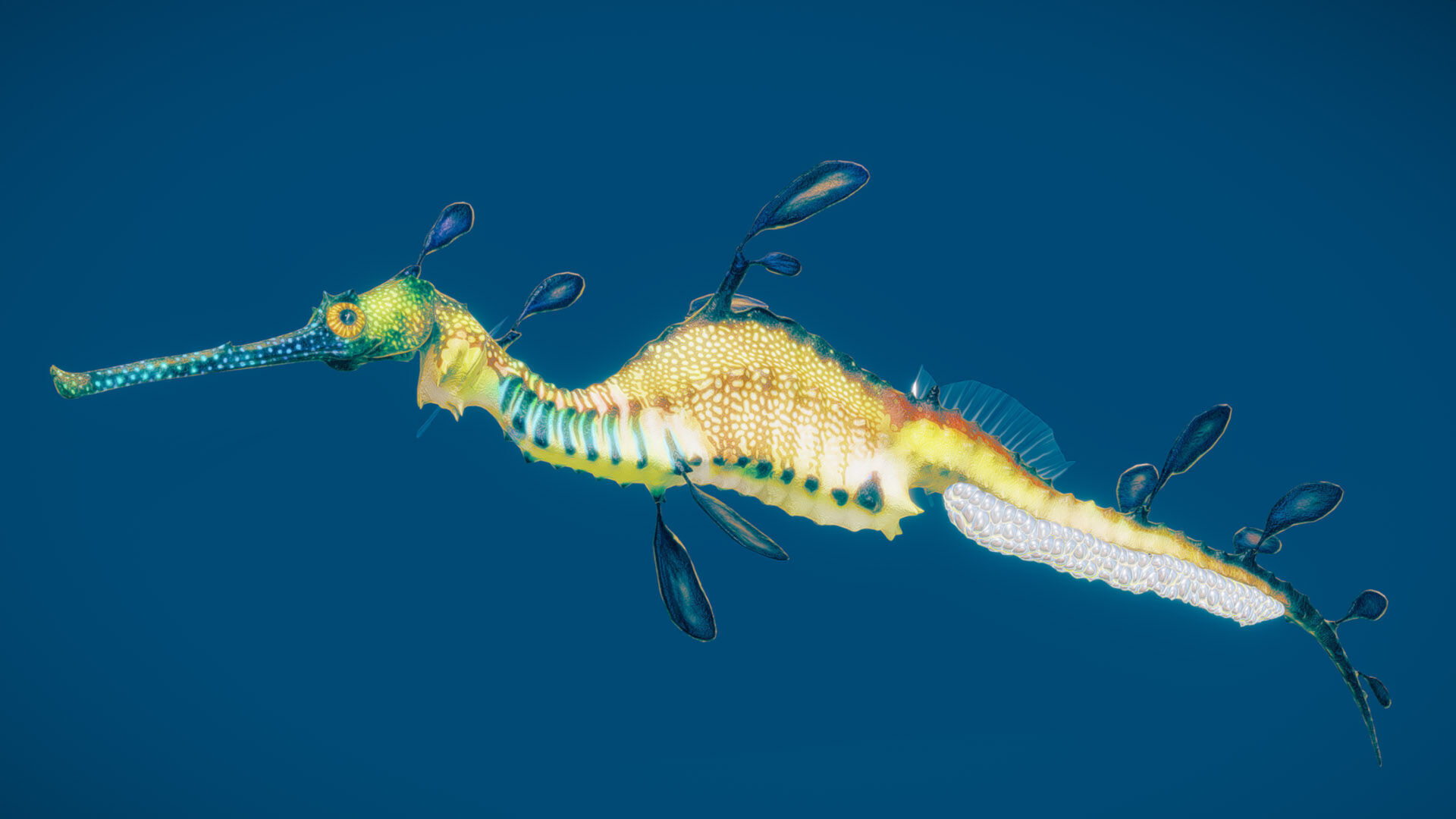 Weedy Seadragon 3D model_4