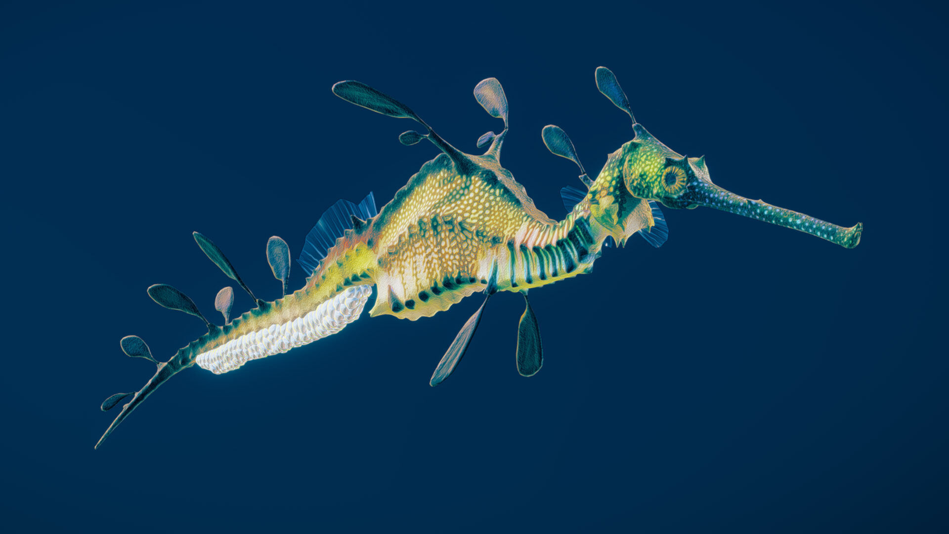 Weedy Seadragon 3D model_3