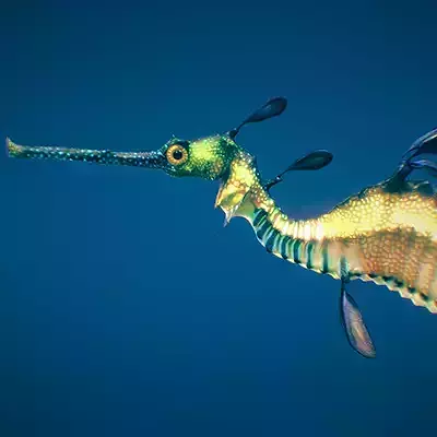 Weedy Seadragon 3D model