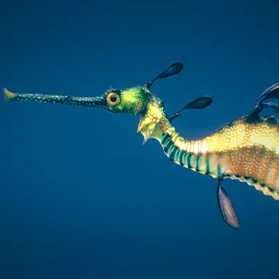Weedy Seadragon 3D model_0